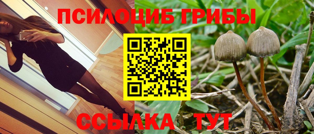Псилоцибиновые грибы Cubensis Городец